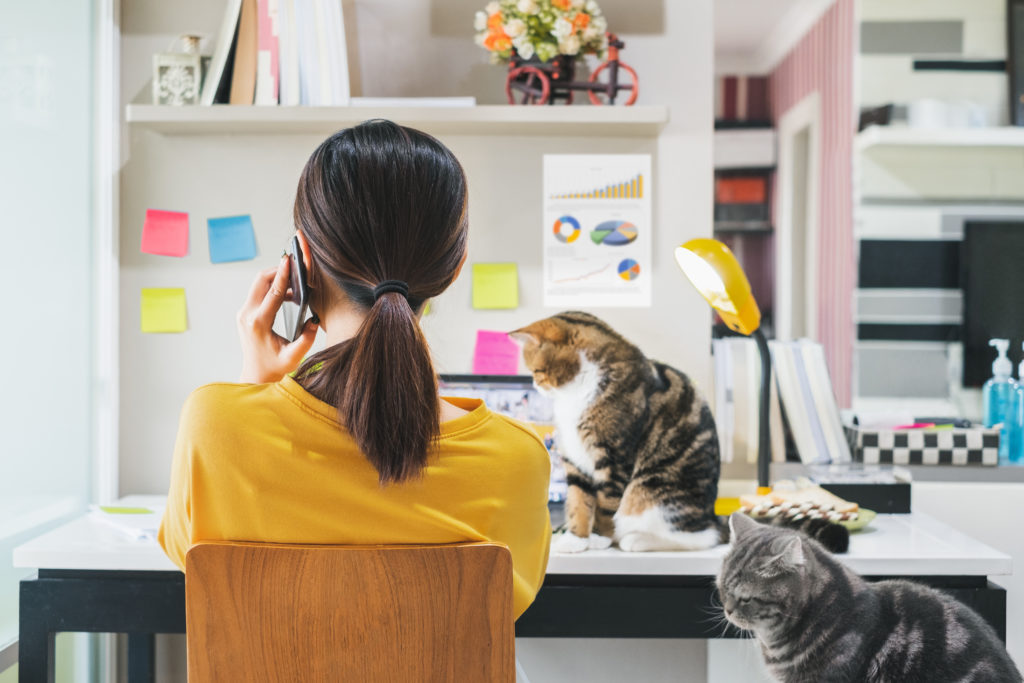 Woman working from home and playing with her cute cats.